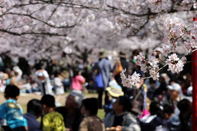 People, Crowd, Flower, Petal, Spring, Blossom, Cherry blossom, Stock photography, 