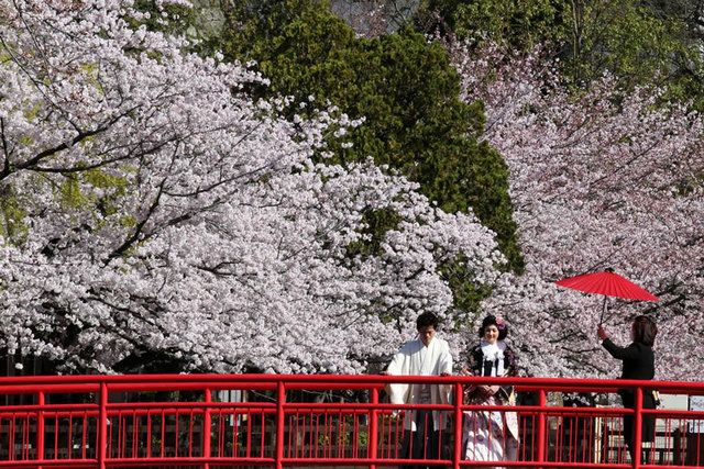 People, Red, Flower, Blossom, Umbrella, Beauty, Spring, Fence, Cherry blossom, Deciduous, 