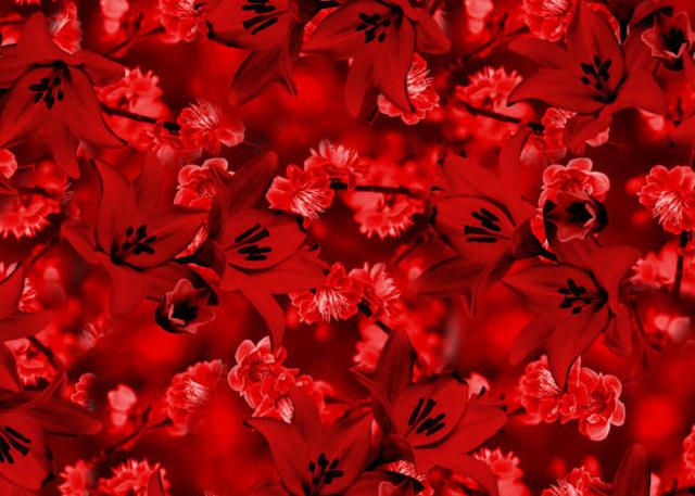Petal, Organism, Colorfulness, Red, Flower, Botany, Flowering plant, Carmine, Coquelicot, Wildflower, 