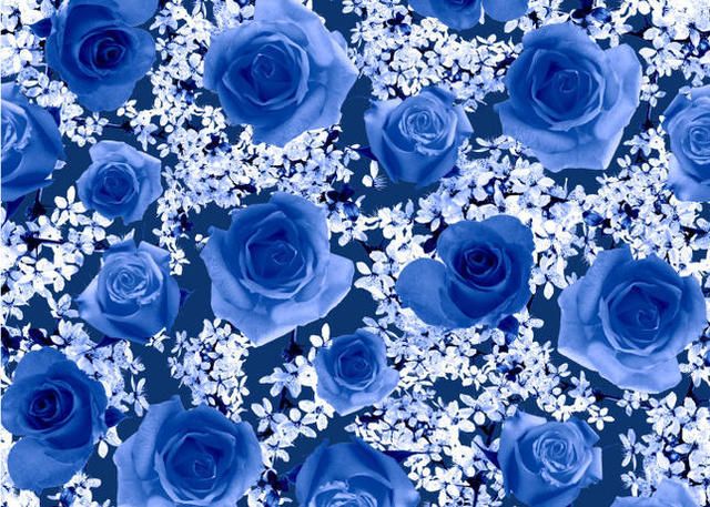 Blue, Petal, Colorfulness, Flower, Electric blue, Flowering plant, Cobalt blue, Majorelle blue, Rose family, Rose order, 