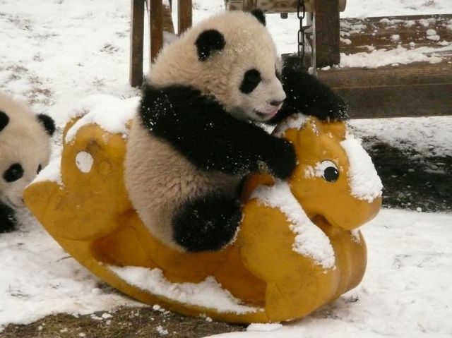 Panda, Winter, Yellow, Vertebrate, Organism, Snow, Toy, Freezing, Terrestrial animal, Carnivore, 
