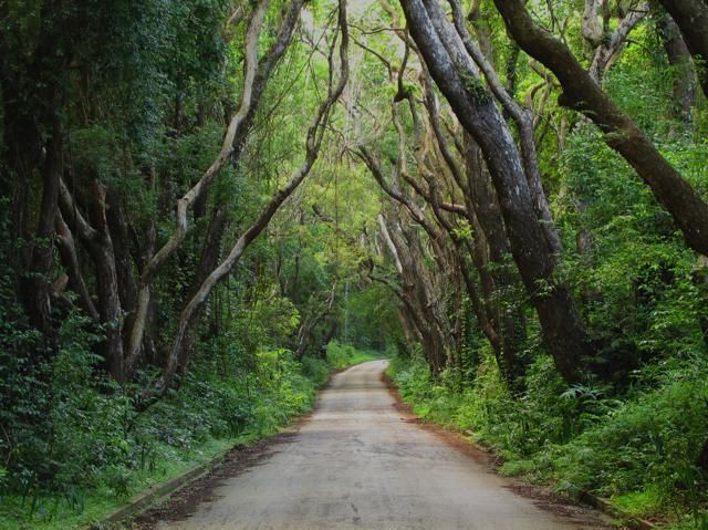 Vegetation, Nature, Green, Natural environment, Natural landscape, Forest, Nature reserve, Trail, Thoroughfare, Trunk, 