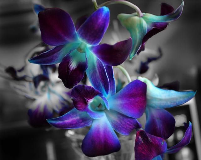 Blue, Petal, Flower, Purple, Violet, Colorfulness, Flowering plant, Lavender, Botany, Terrestrial plant, 