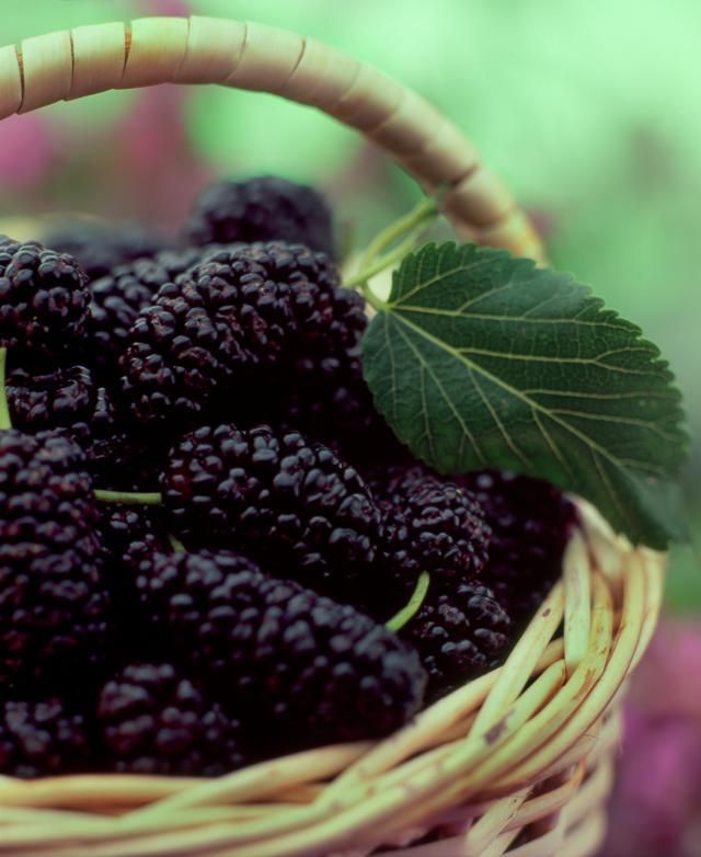 Boysenberry, Natural foods, Food, Produce, Fruit, Blackberry, Seedless fruit, Ingredient, Bramble, Purple, 