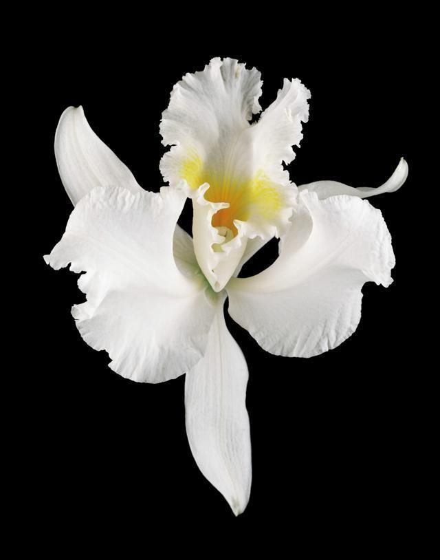 Petal, Flower, White, Botany, Flowering plant, Terrestrial plant, Monochrome photography, Still life photography, Black-and-white, Pedicel, 