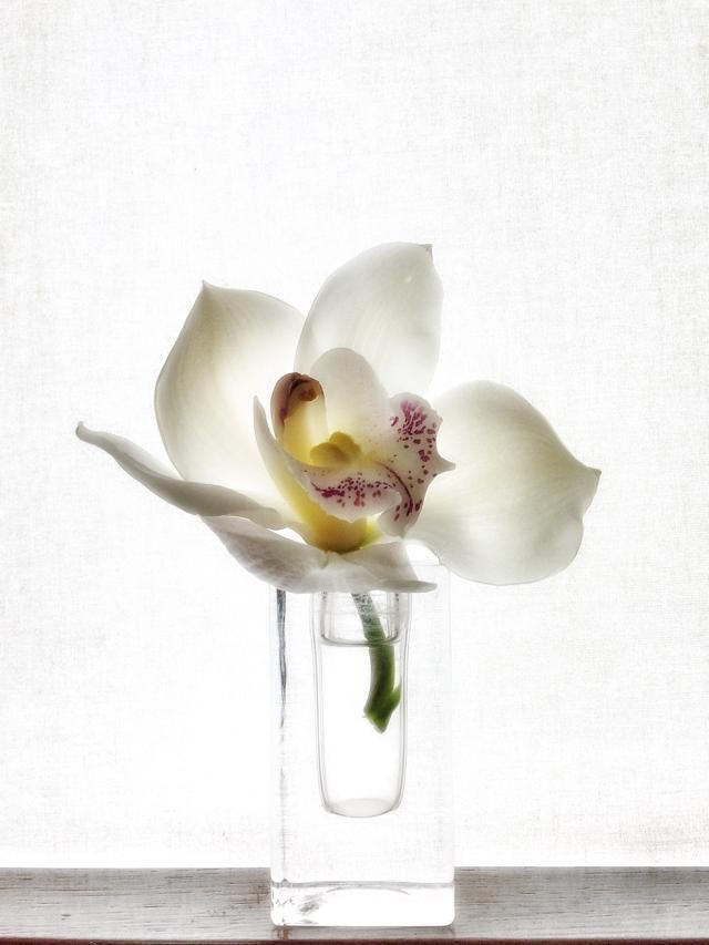 Petal, Flower, White, Flowering plant, Botany, Cut flowers, Still life photography, Artificial flower, Pedicel, Vase, 