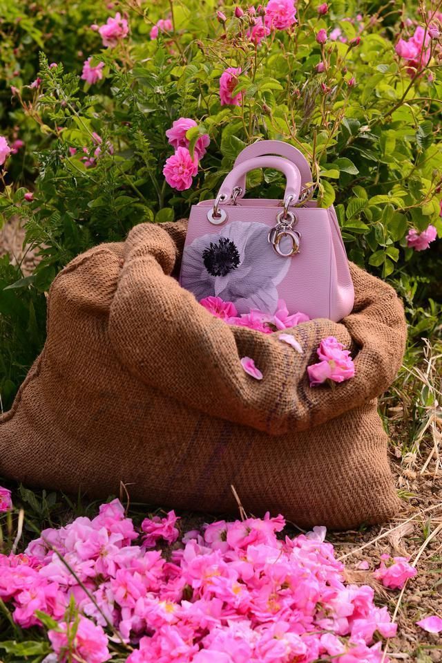 Petal, Flower, Shrub, Purple, Magenta, Pink, Bag, Fashion accessory, Violet, Botany, 