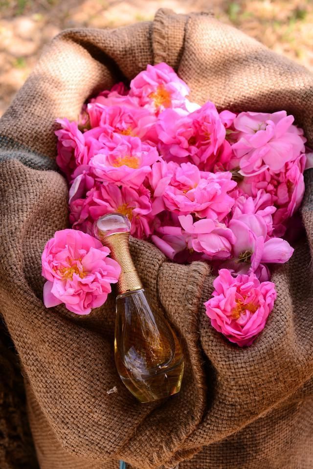 Petal, Brown, Flower, Pink, Flowering plant, Artificial flower, Cut flowers, Peach, Floral design, Rose family, 