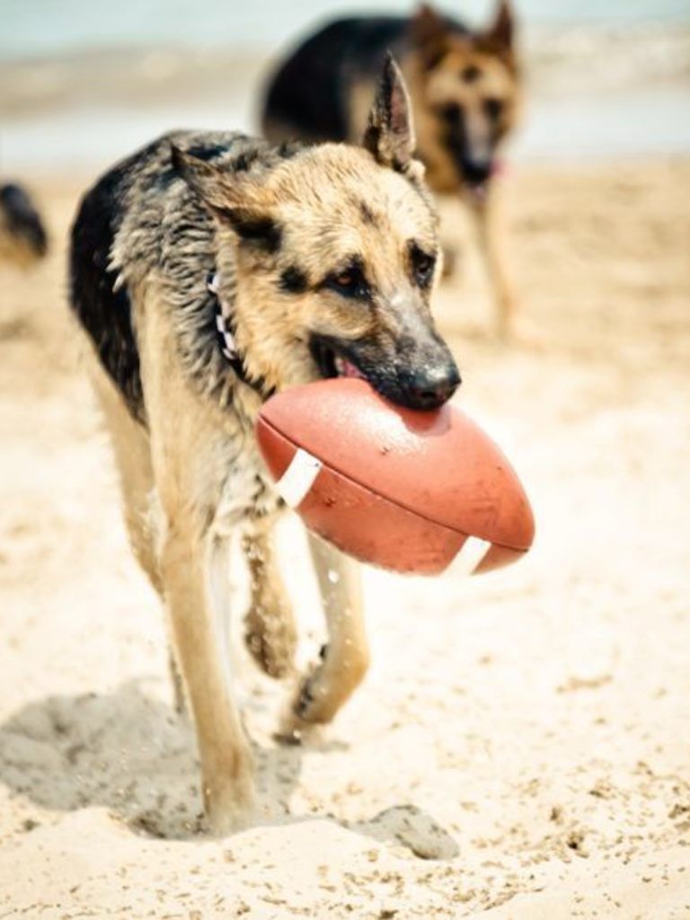 Dog breed, Ball, Dog, Carnivore, Vertebrate, Sand, Dog supply, Snout, Sporting Group, Canidae, 