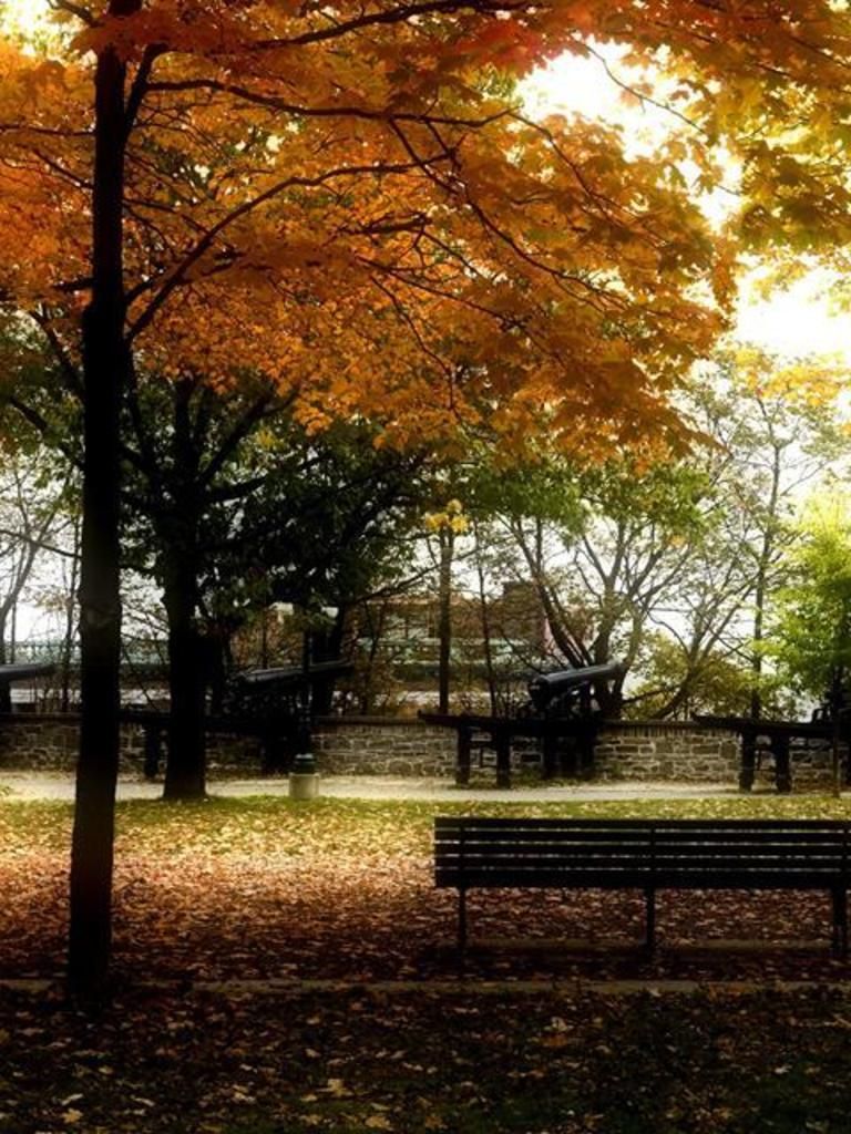 Nature, Deciduous, Branch, Bench, Leaf, Tree, Sunlight, Outdoor furniture, Tints and shades, Autumn, 