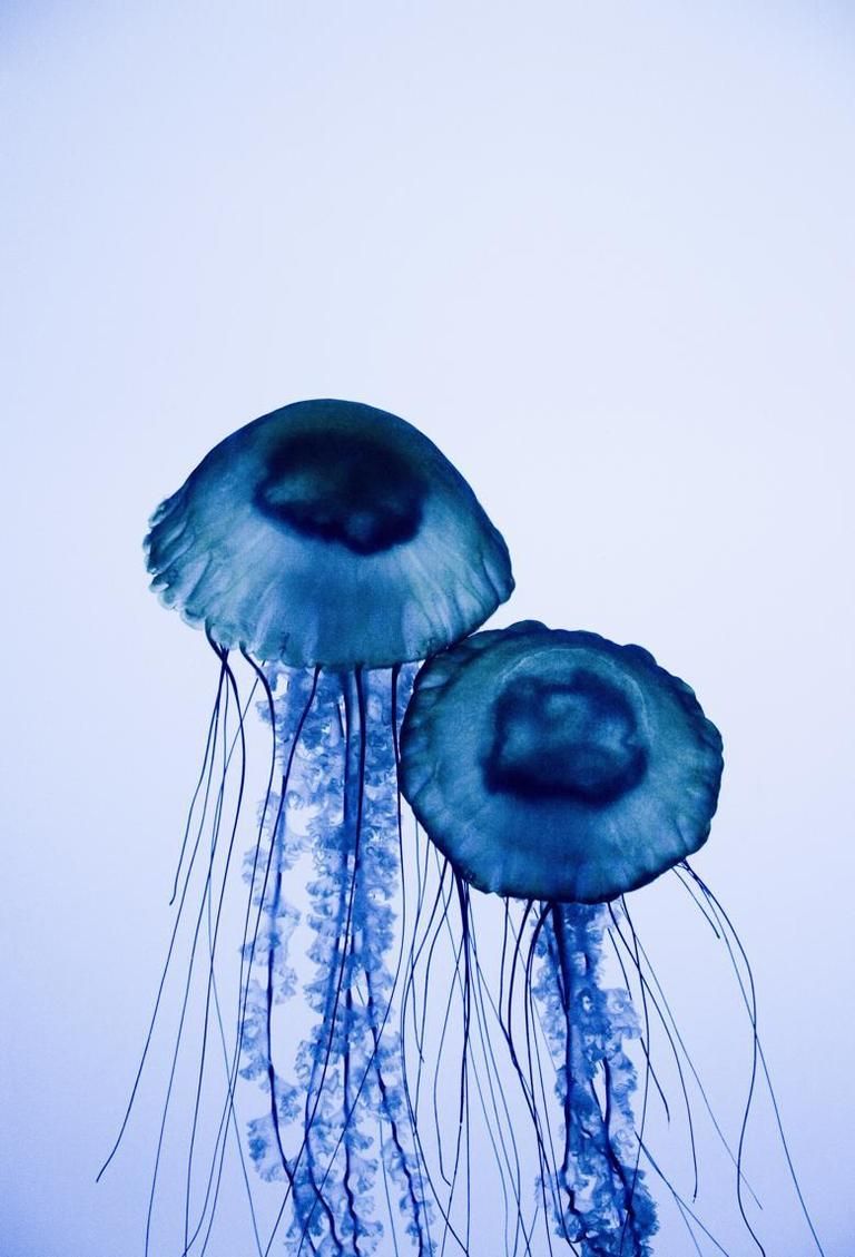 Blue, Organism, Liquid, Jellyfish, Electric blue, Marine invertebrates, Azure, Colorfulness, Invertebrate, Cobalt blue, 