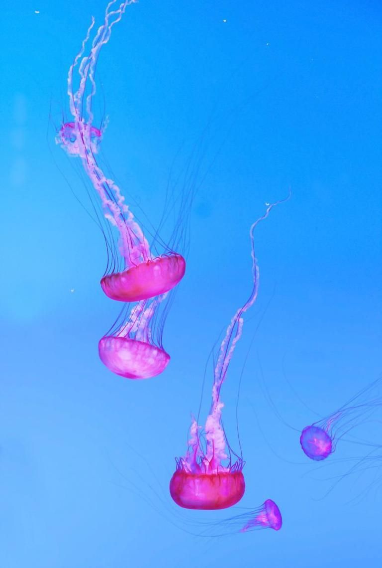 Blue, Organism, Liquid, Jellyfish, Pink, Magenta, Light, Electric blue, Purple, Bioluminescence, 