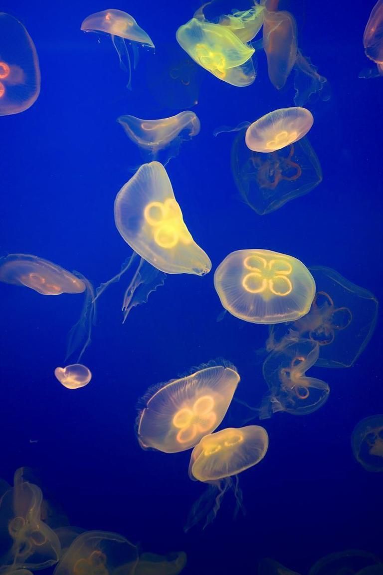 Organism, Jellyfish, Bioluminescence, Marine invertebrates, Orange, Majorelle blue, Marine biology, Electric blue, Underwater, Cobalt blue, 