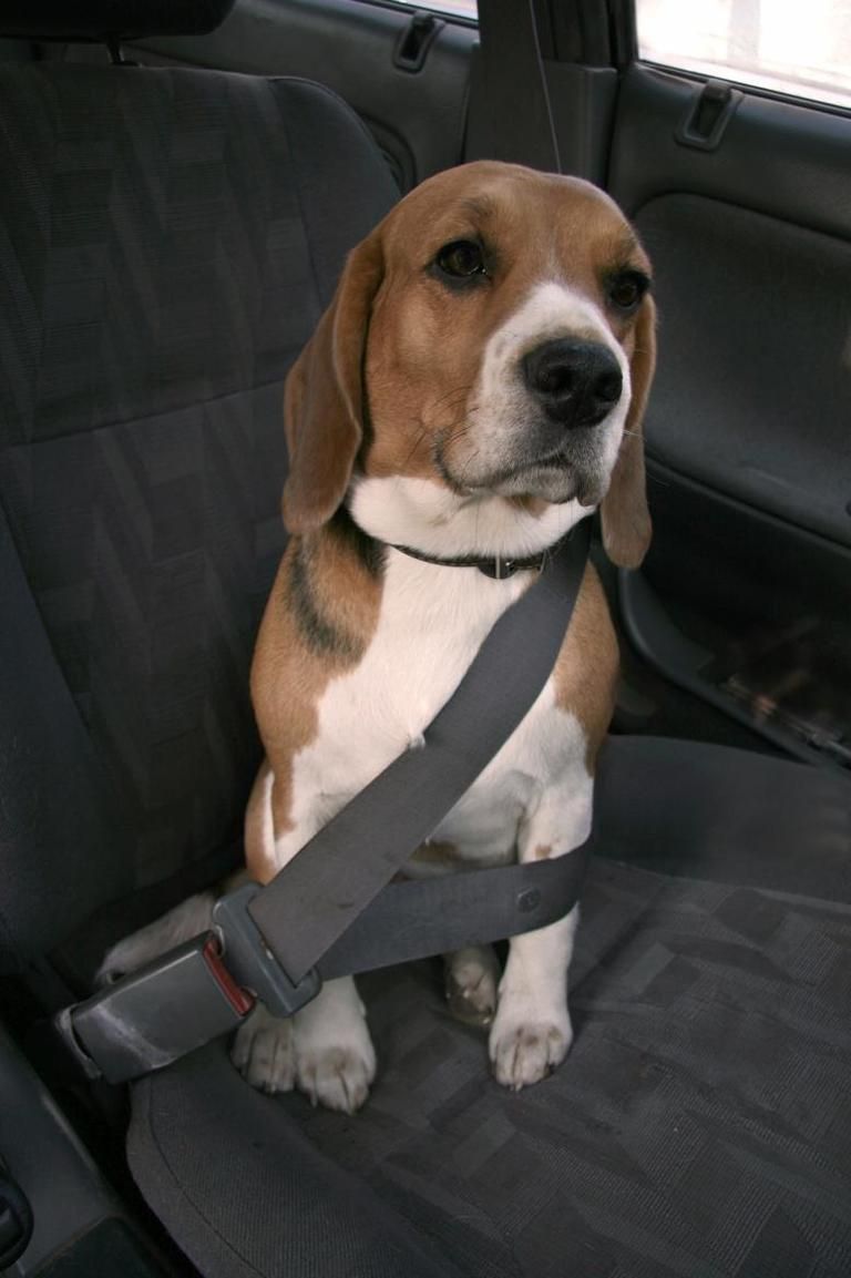 Dog, Carnivore, Vehicle door, Dog breed, Scent hound, Snout, Hound, Car seat, Companion dog, Liver, 