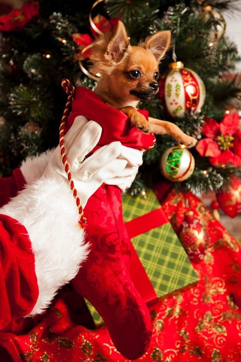 Event, Christmas decoration, Christmas, Holiday, Christmas eve, Fictional character, Christmas ornament, Costume accessory, Dog, Christmas tree, 