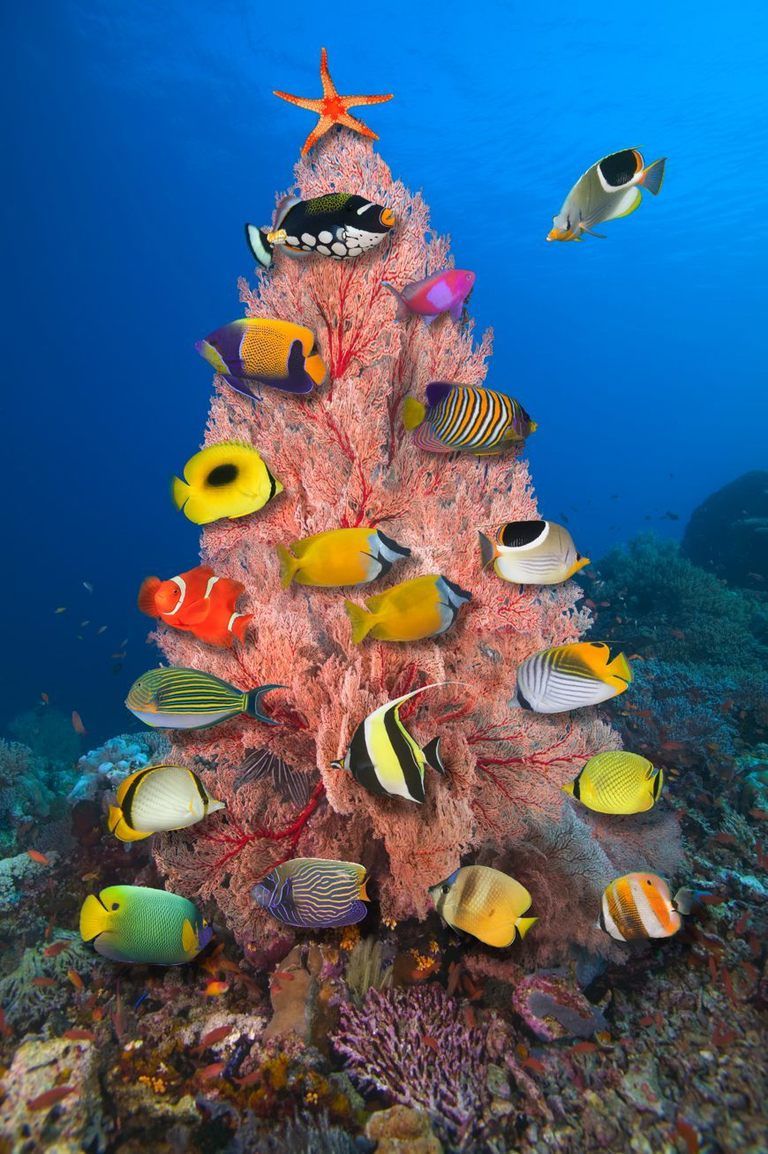 Organism, Underwater, Natural environment, Vertebrate, Fluid, Fish, Coral, Coral reef, Stony coral, Marine biology, 