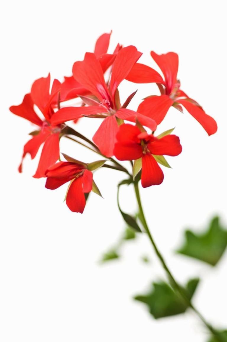 Petal, Flower, Red, Botany, Flowering plant, Carmine, Pedicel, Wildflower, Plant stem, Coquelicot, 