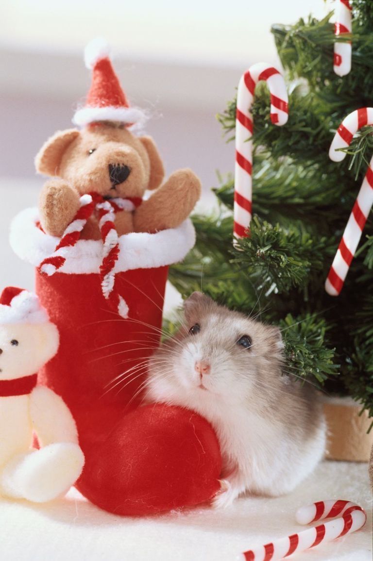 Vertebrate, Red, Stuffed toy, Toy, Plush, Christmas decoration, Holiday, Carmine, Teddy bear, Candy cane, 