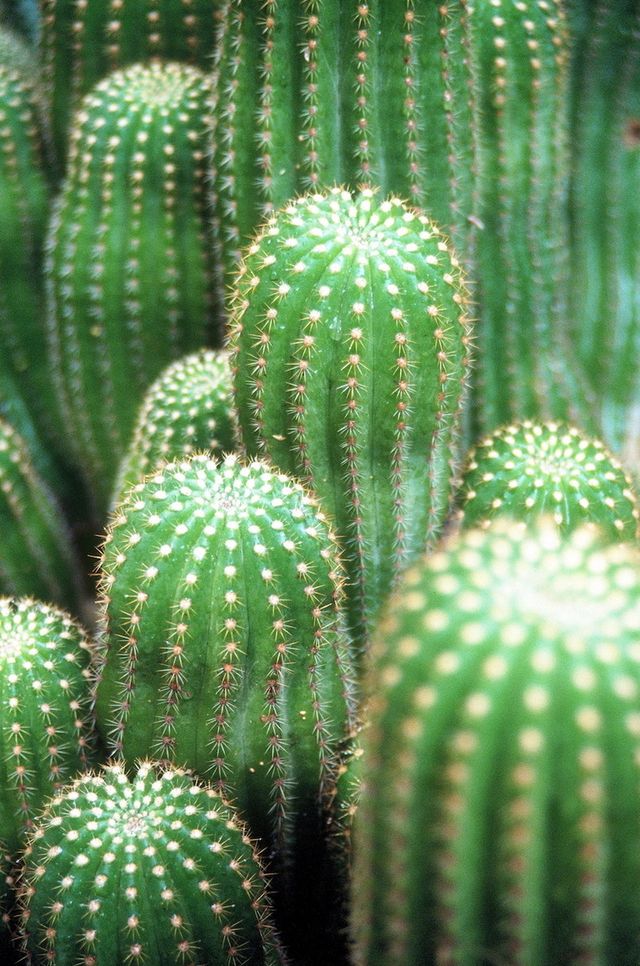 Green, Adaptation, Terrestrial plant, Botany, Thorns, spines, and prickles, Cactus, Macro photography, Annual plant, San Pedro cactus, Perennial plant, 