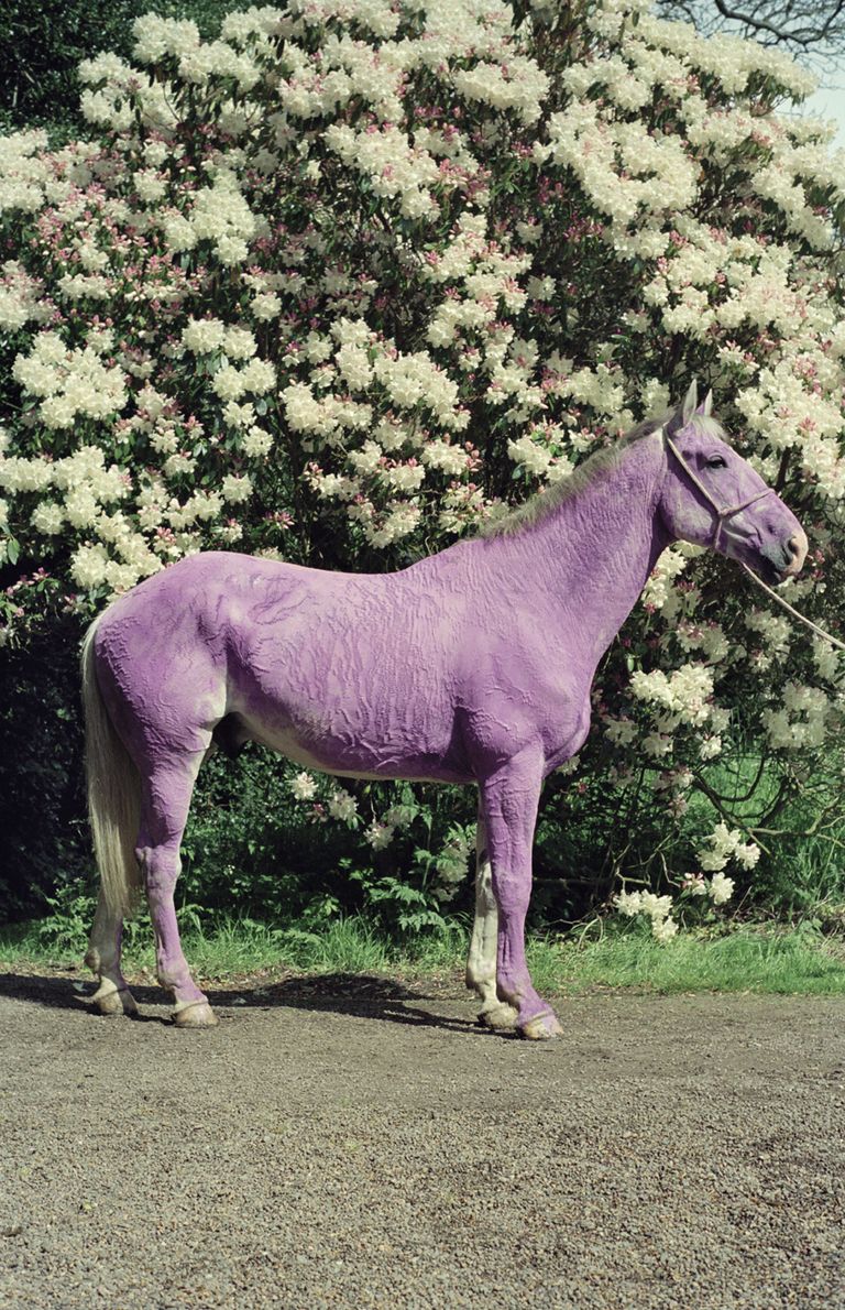 Horse, Shrub, Working animal, Terrestrial animal, Purple, Groundcover, Lavender, Liver, Mane, Snout, 