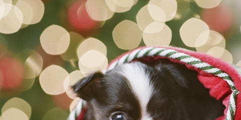 Avete Mai Visto Dei Cuccioli Più Teneri Di Questi Nelle Calze Della