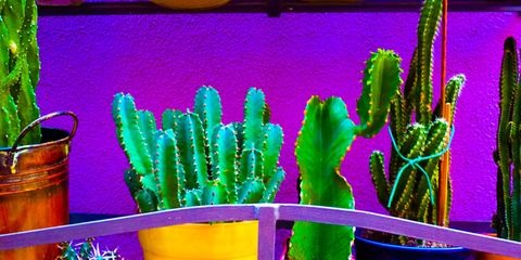 Green, Purple, Majorelle blue, Lavender, Terrestrial plant, Magenta, Violet, Cactus, Acanthocereus tetragonus, Flowerpot, 