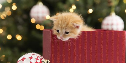 Foto Di Natale Gatti.Guarda I Cani E Gatti Piu Teneri Di Natale