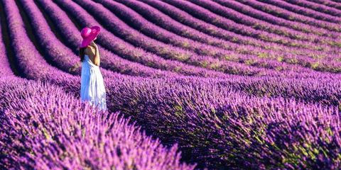 Purple, Violet, Lavender, Magenta, Pink, Field, Agriculture, Dress, Lavender, Groundcover, 
