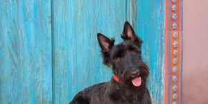 Dog breed, Dog, Carnivore, Mammal, Snout, Terrier, Teal, Scottish terrier, Turquoise, Small terrier, 