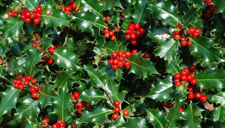Red, Berry, Produce, Fruit, Fruit tree, Sorbus, Holly, Buffaloberries, Currant, Acerola family, 