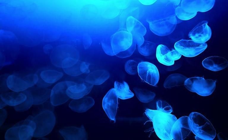 Organism, Blue, Natural environment, Jellyfish, Bioluminescence, Electric blue, Marine invertebrates, Light, Aqua, Majorelle blue, 