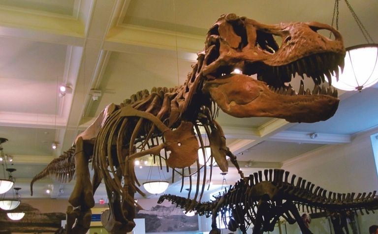 Dinosaur, Extinction, Bone, Fossil, Skeleton, Jaw, Tooth, Museum, Terrestrial animal, Snapshot, 