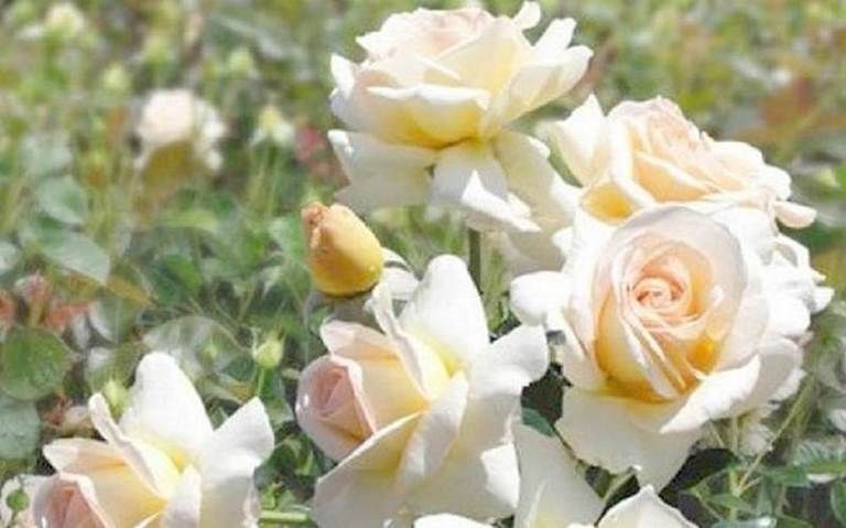 Petal, Yellow, Plant, Flower, White, Botany, Flowering plant, Rose family, Garden roses, Rose order, 