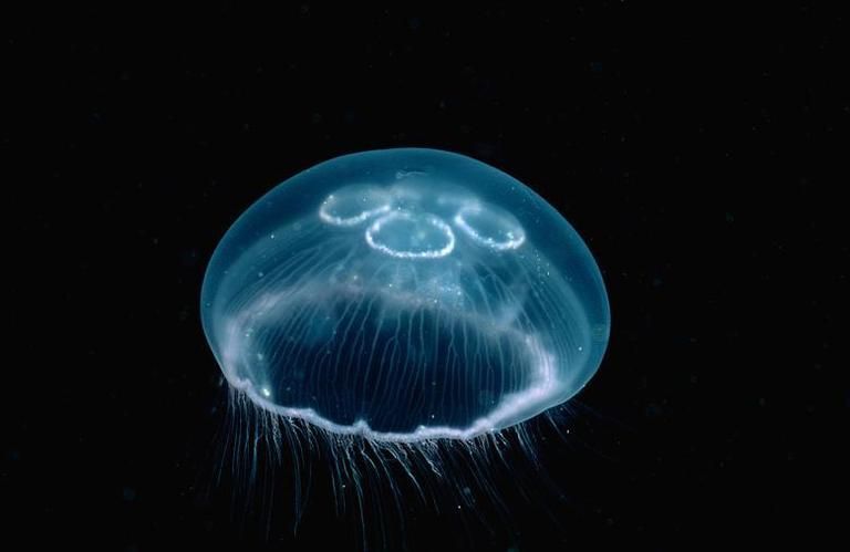 Organism, Jellyfish, Bioluminescence, Marine invertebrates, Light, Electric blue, Aqua, Marine biology, Cnidaria, Plankton, 