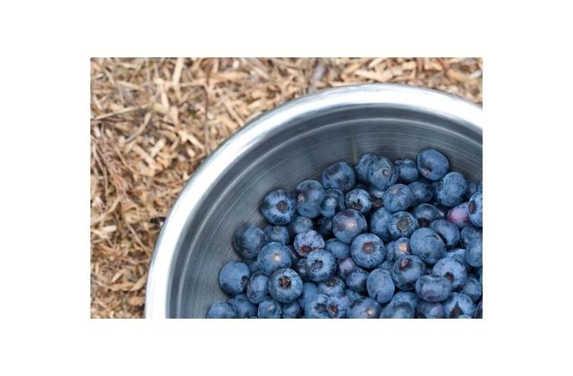 Blue, Fruit, Berry, Produce, Bilberry, Blueberry, Huckleberry, Frutti di bosco, Juniper berry, Natural foods, 