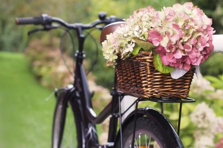 Bicycle tire, Bicycle wheel rim, Bicycle accessory, Bicycle part, Bicycle wheel, Bicycle handlebar, Flower, Bicycle, Bicycle basket, Petal, 