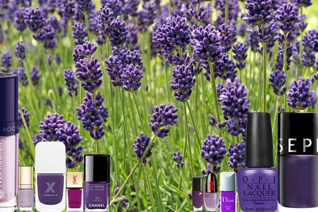 Lavender, Purple, Violet, Flower, Flowering plant, Lavender, Magenta, Cosmetics, Lipstick, English lavender, 