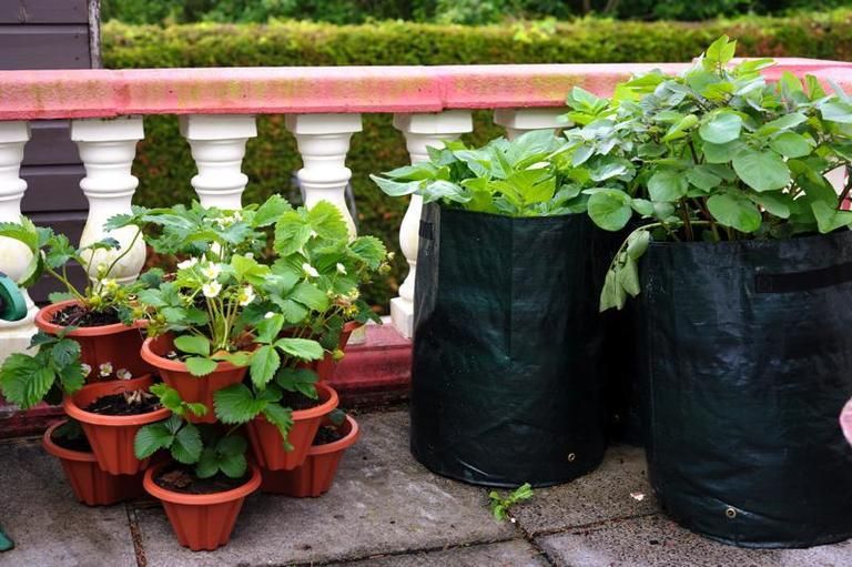Flowerpot, Plant, Interior design, Houseplant, Herb, Annual plant, Garden, Groundcover, Herbaceous plant, 