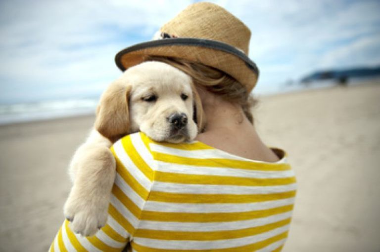 Dog breed, Yellow, Dog, Carnivore, Vertebrate, Hat, Comfort, Sun hat, Sporting Group, Sand, 
