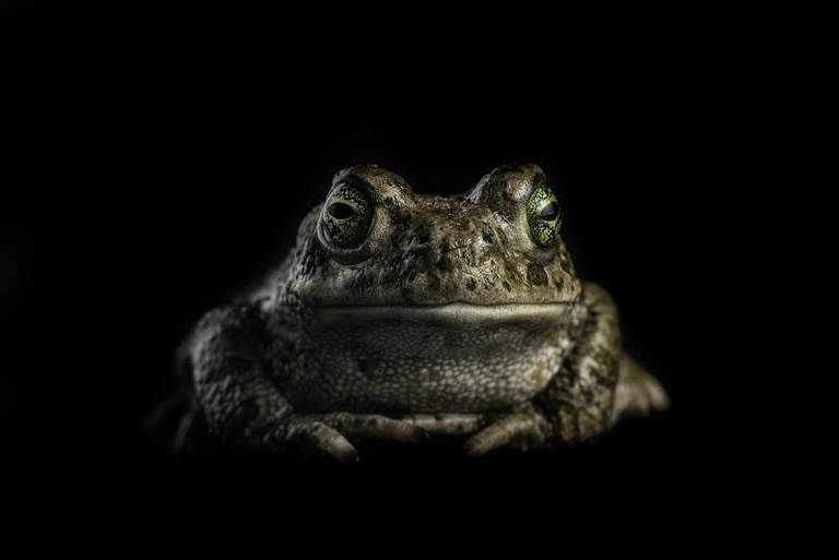 Amphibian, Skin, Organism, Toad, Frog, Night, Darkness, Monochrome photography, Monochrome, Iris, 