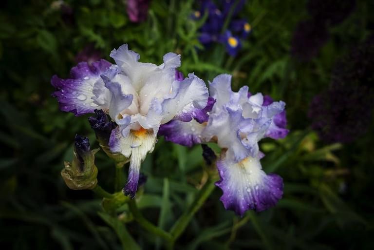 Plant, Flower, Lavender, Purple, Flowering plant, Violet, Botany, Petal, Terrestrial plant, Iris, 