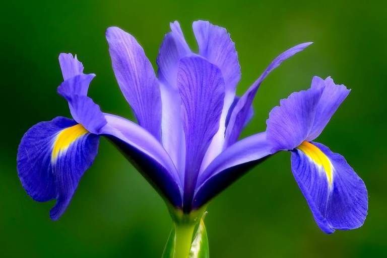 Blue, Petal, Flower, Purple, Flowering plant, Botany, Violet, Terrestrial plant, Majorelle blue, Colorfulness, 