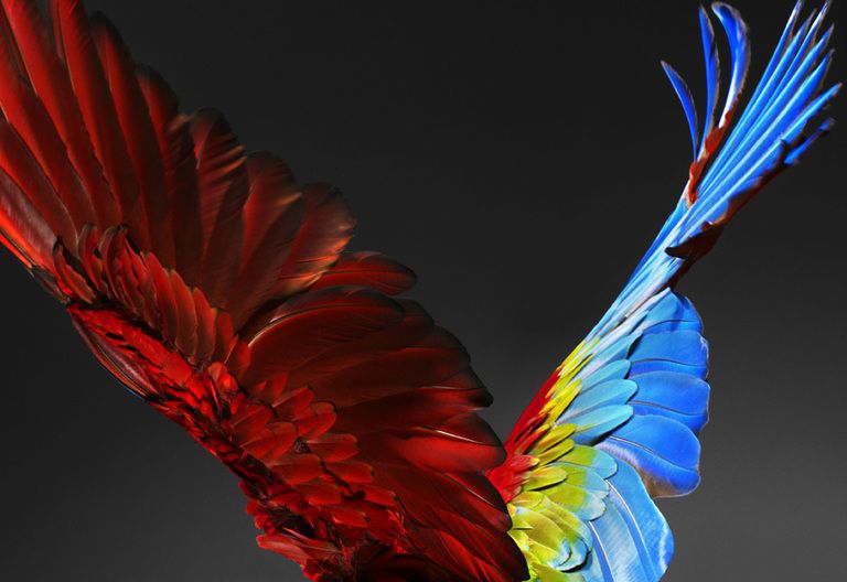 Red, Feather, Colorfulness, Wing, Carmine, Botany, Electric blue, Natural material, Animal product, Coquelicot, 