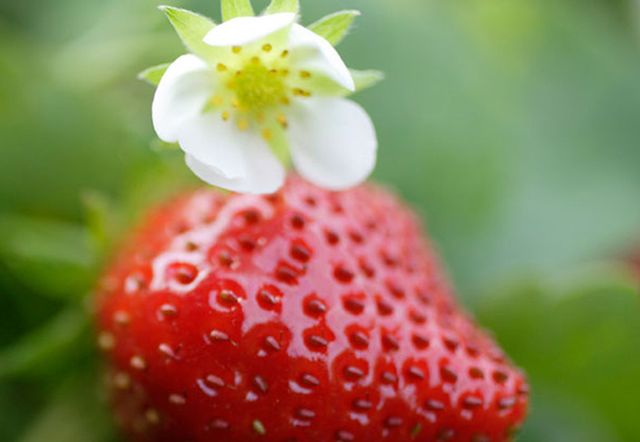 Red, Natural foods, Fruit, Flower, Strawberry, Produce, Strawberries, Accessory fruit, Terrestrial plant, Flowering plant, 