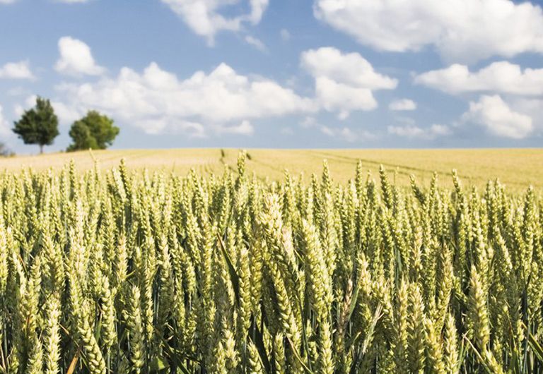 Agriculture, Field, Plantation, Wheat, Grass family, Crop, Khorasan wheat, Cumulus, Cash crop, Triticale, 