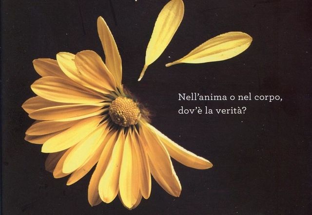 Yellow, Petal, Flower, Amber, Botany, Flowering plant, Still life photography, Daisy family, Pollen, sunflower, 