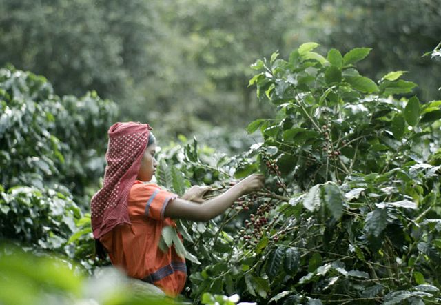 People in nature, Agriculture, Groundcover, Plantation, Jungle, Farmworker, Farm, Farmer, Figurine, Subshrub, 