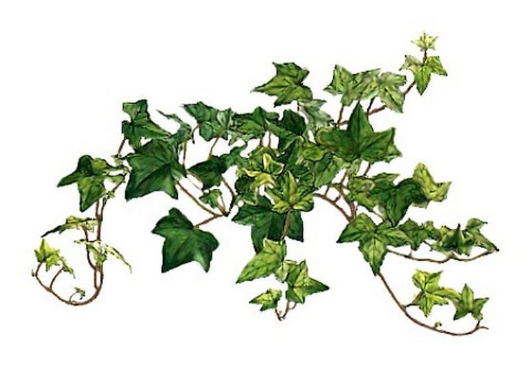 Leaf, Botany, Annual plant, Herb, Plant stem, Herbal, Ivy family, 