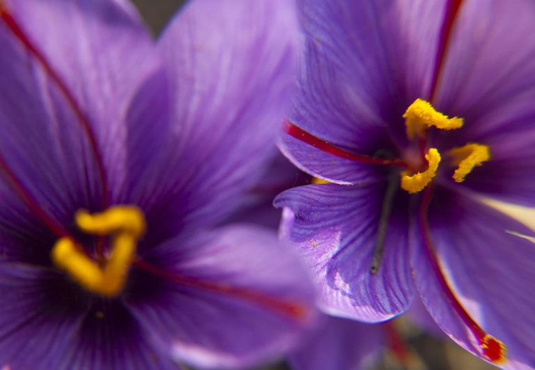 Yellow, Petal, Flower, Purple, Violet, Flowering plant, Botany, Lavender, Spring, Close-up, 