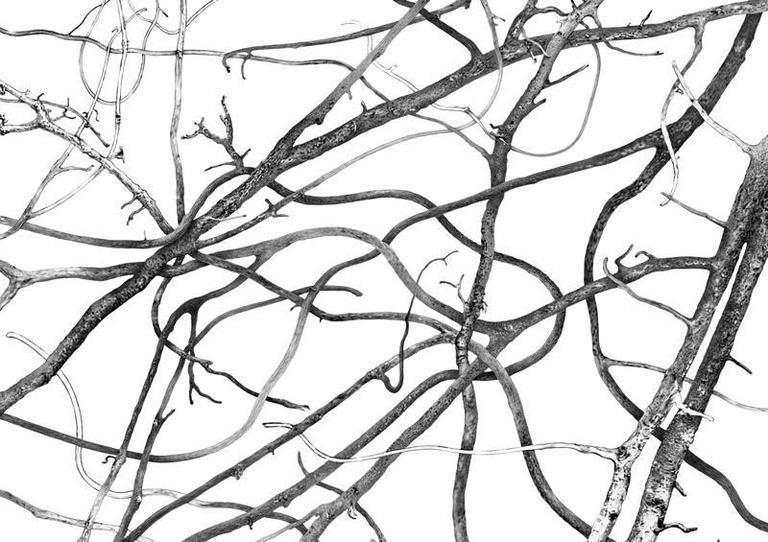 Branch, Twig, White, Line, Pattern, Monochrome, Monochrome photography, Colorfulness, Black-and-white, Visual arts, 